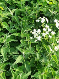 Brandnetelgier maken