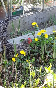 Kippen drinken vijverwater
