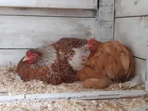 Broedse kippen