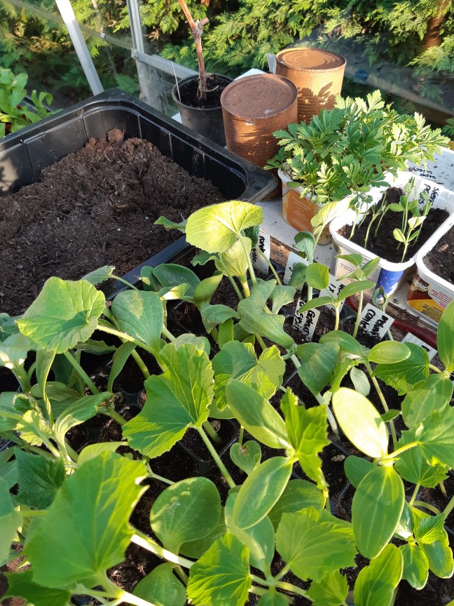 Zaailingen vruchtgewassen