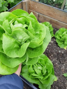 Moestuinoogst in mei