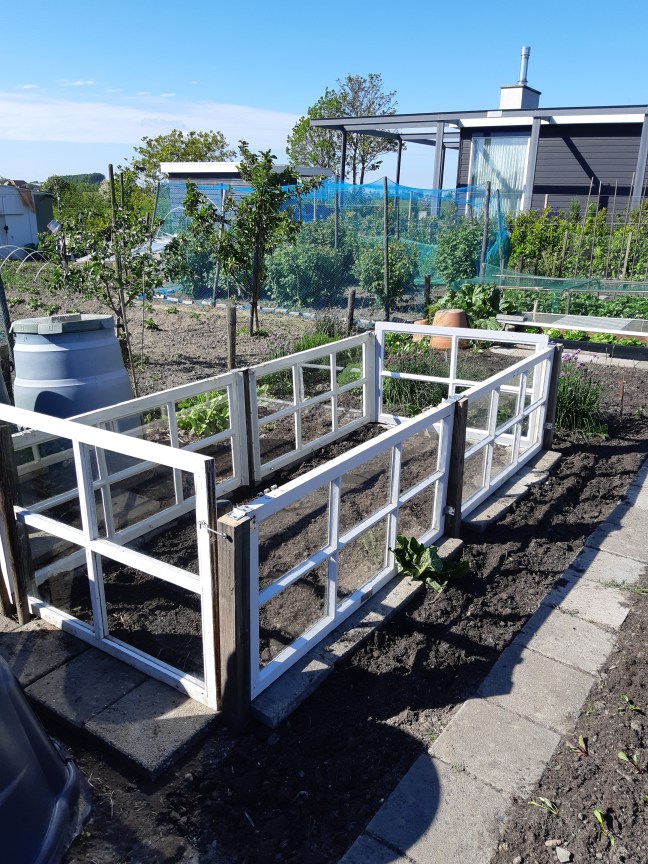 Paprika's kweken in de kas