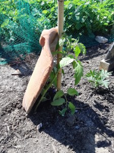 Tomaten planten beschermen
