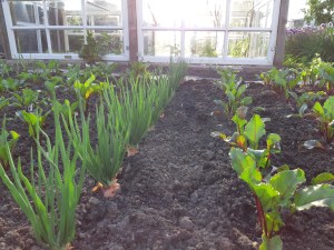 Avondlicht in de moestuin