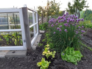 Avondlicht in de moestuin