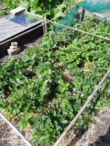 Aardbeienblad uitdunnen