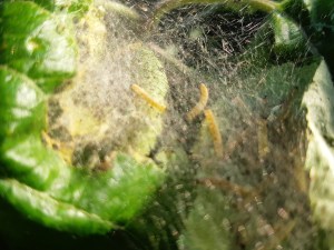 Witte rupsen en spinsels in appelboom