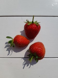 Aardbeien uit de moestuin