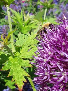 Hommel op alium
