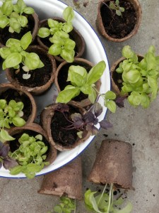 Basilicum zaailingen