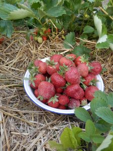 Aardbeien uit de moestuin