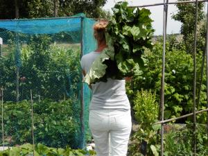 Een moestuin beginnen