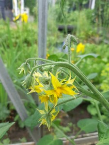 Bloemen Tomaat Rebel Yell