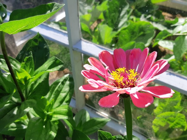 Zinnia