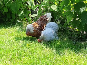 Kippen in de achtertuin