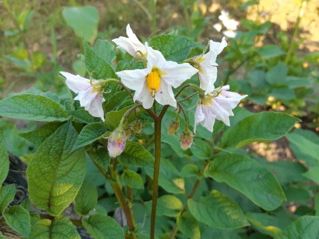 Aardappelbloemen