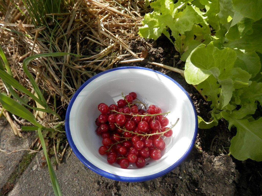 Rode bessen Jonkheer van Tets