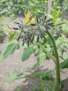 Bloemen Tomaat Rose Quartz