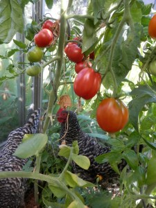 Tomaten kweken
