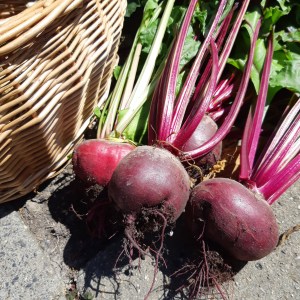 Bieten uit de moestuin