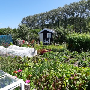 Moestuin moestuinhippie