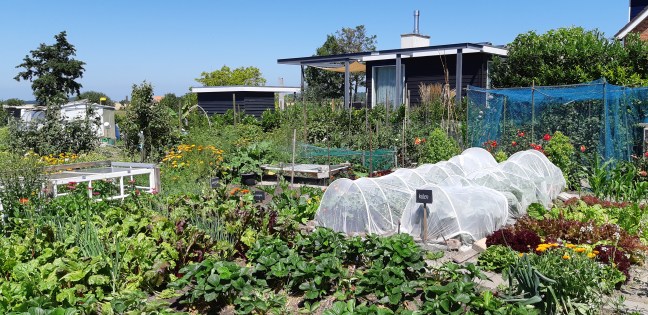 Bloemkool kweken in de moestuin
