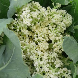 Doorgeschoten bloemkool