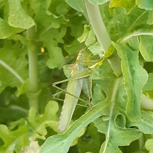 Grote sabelsprinkhaan