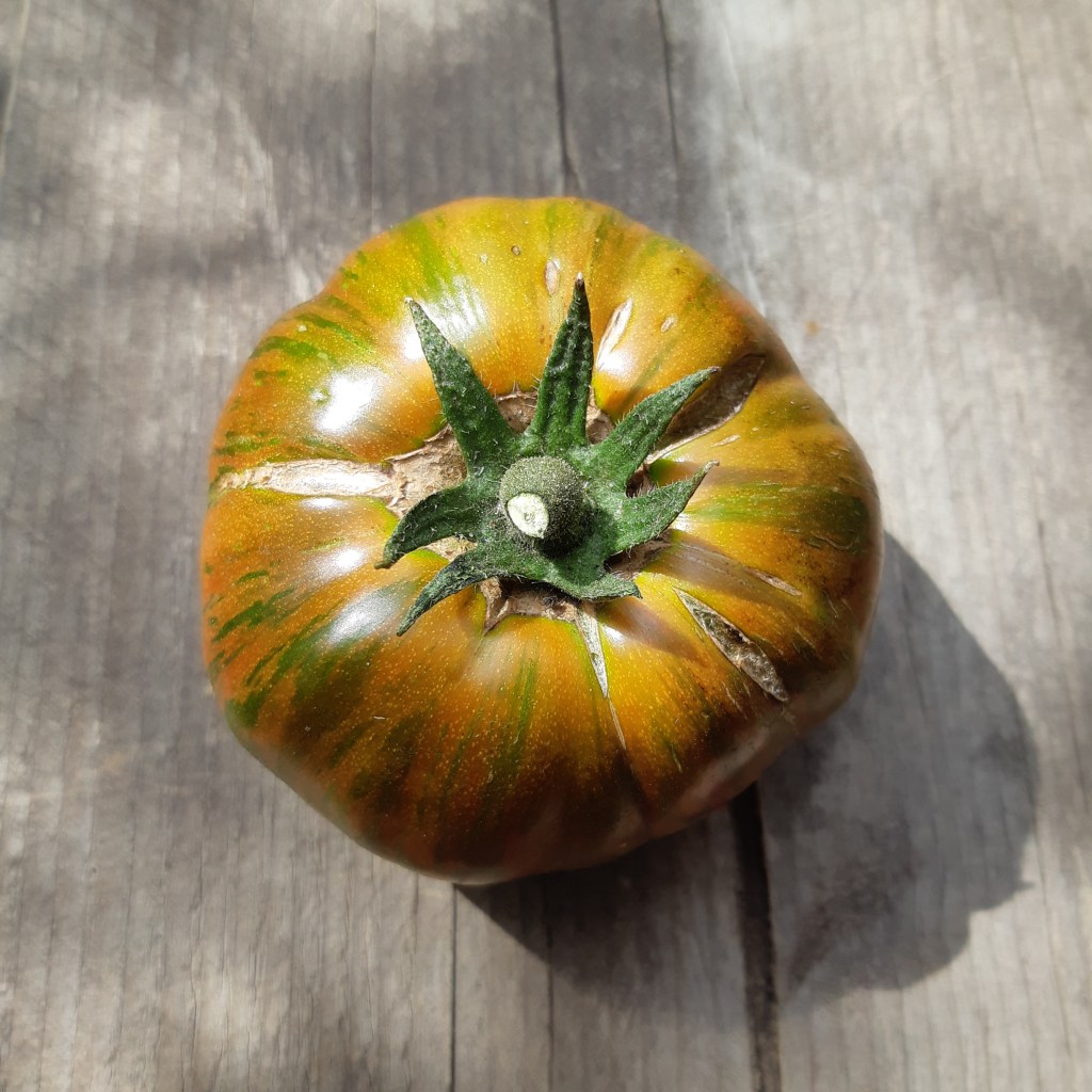 Tomaat Chocolate Stripes