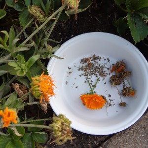 Goudsbloem zaden oogsten