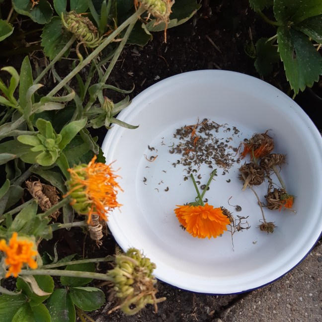 Goudsbloem zaden oogsten