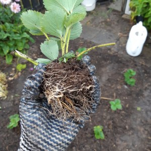 Aardbeien planten