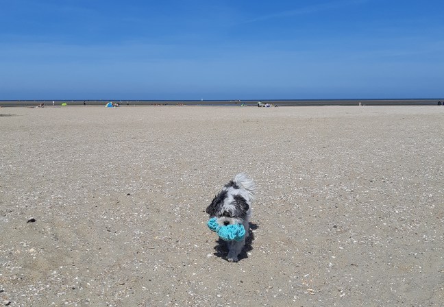 Hond strand