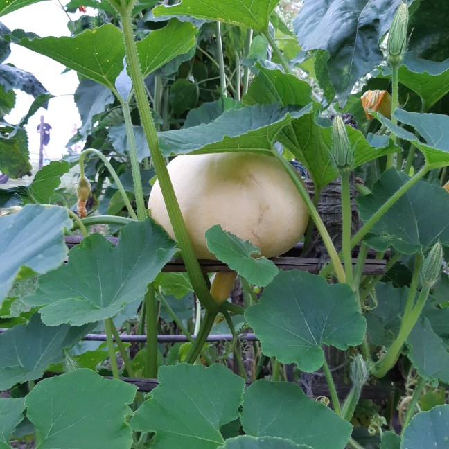 Pompoen Galeux d'Eysines