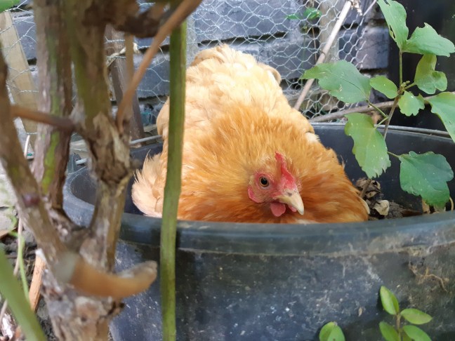 Kip ei leggen op vreemde plek