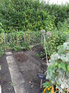 Tuinieren in platte bak