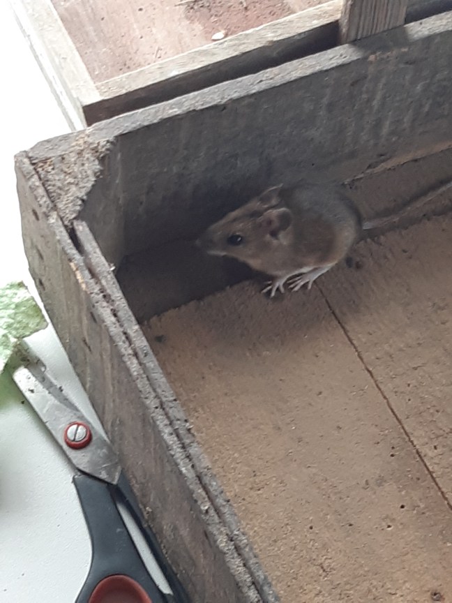 Muizen in de moestuin