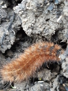 Rups van de witte tijger