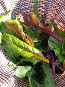 Moestuinoogst in oktober