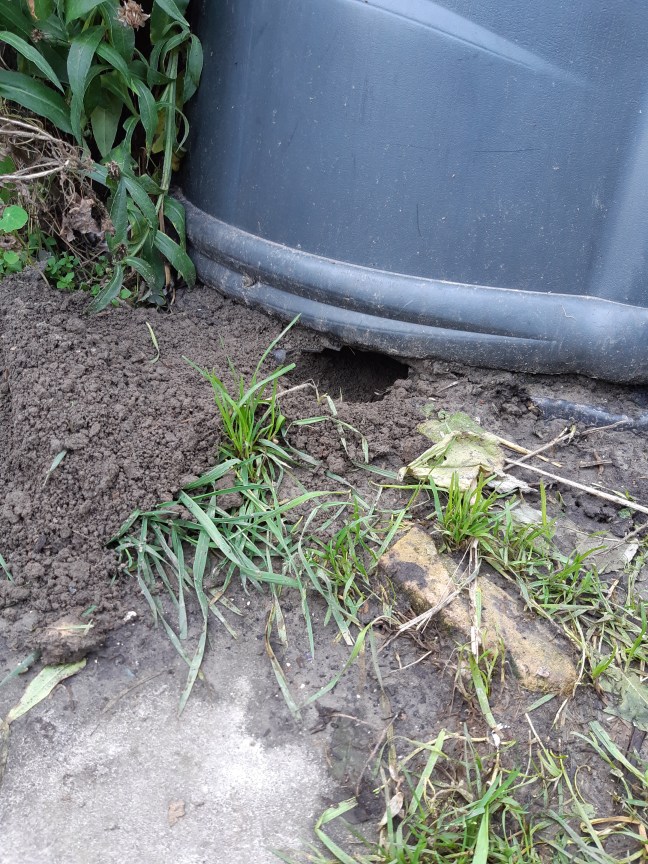 Ratten in composthoop