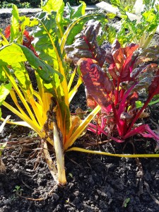 Regenboogsnijbiet vorst