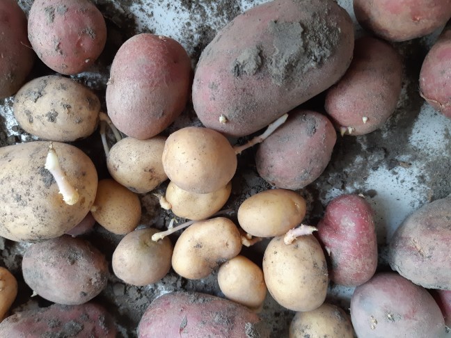 Aardappeloogst controleren