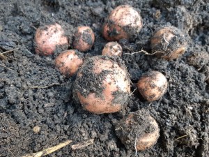 Aardappels telen in pot