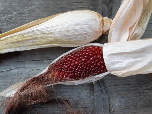 Popcornmaïs Strawberry Red