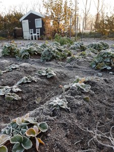 Moestuintips december