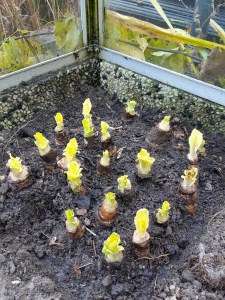 Witlofwortels planten