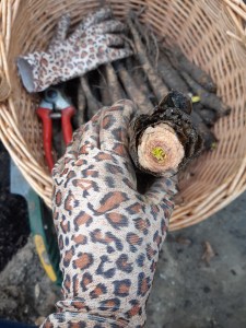 Witlofwortels planten