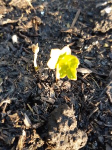 Oost-Indische kers zaailing