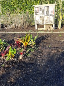 Groente in de winter