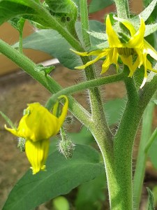 Tomatenbloemen